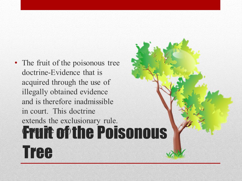 Draudžiamo medžio doktrinos vaisius