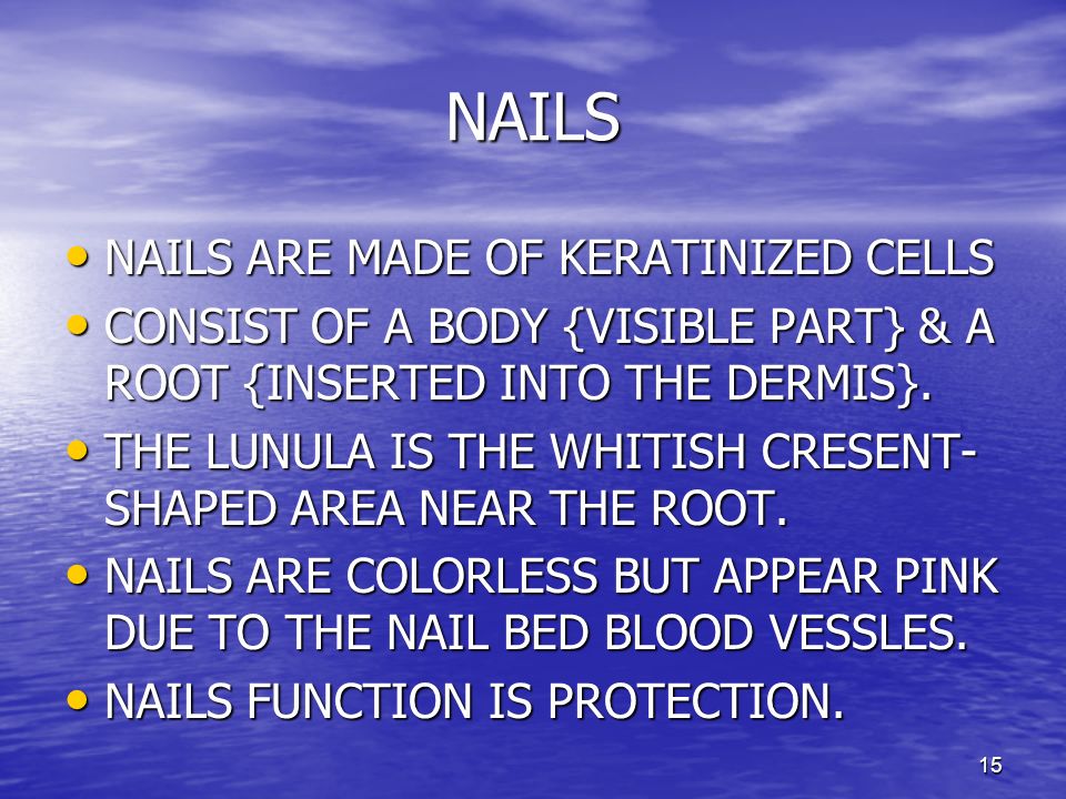NAILS NAILS ARE MADE OF KERATINIZED CELLS