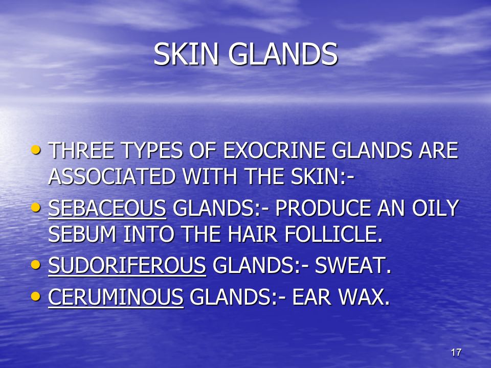 SKIN GLANDS THREE TYPES OF EXOCRINE GLANDS ARE ASSOCIATED WITH THE SKIN:- SEBACEOUS GLANDS:- PRODUCE AN OILY SEBUM INTO THE HAIR FOLLICLE.