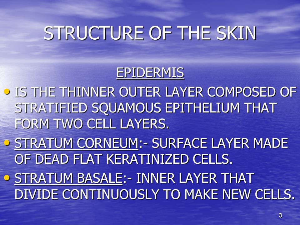 STRUCTURE OF THE SKIN EPIDERMIS