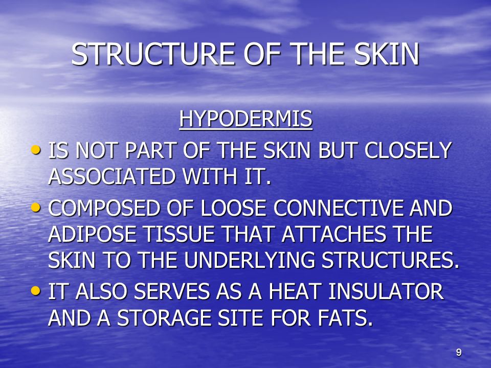 STRUCTURE OF THE SKIN HYPODERMIS