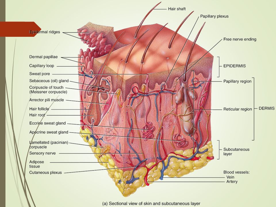 3d skin model with labels