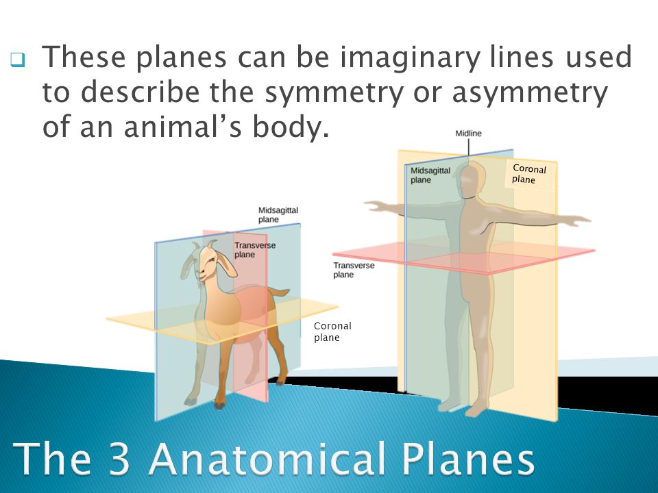 These planes can be imaginary lines used to describe the symmetry or asymmetry of an animal’s body.