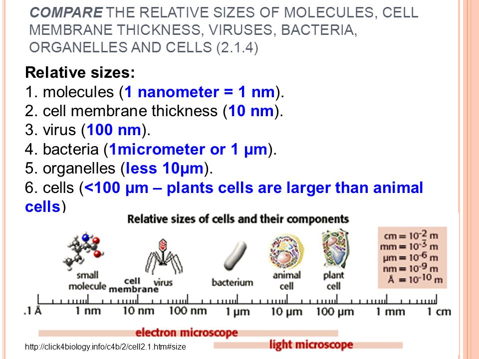 Cells And Sizes 2 1 Ppt Video Online Download