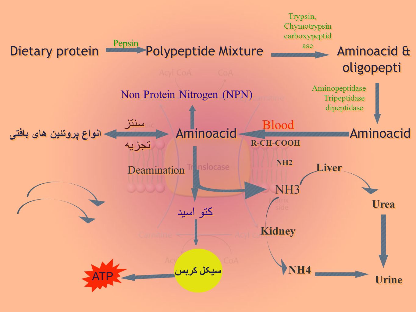 Гидролиз белков пепсином