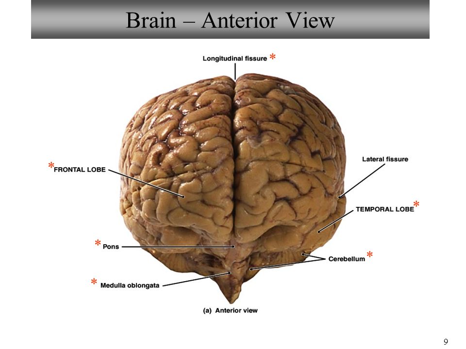 Neuron Spinal Cord Histology Brain Anatomy Ear Eye Anatomy