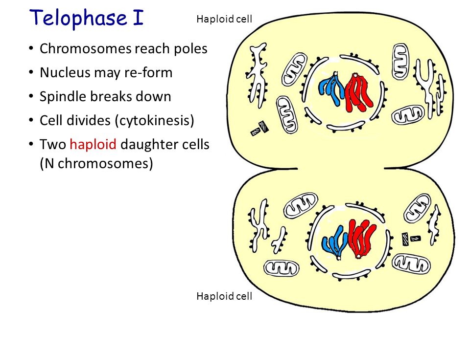Telophase I Chromosomes reach poles Nucleus may re-form