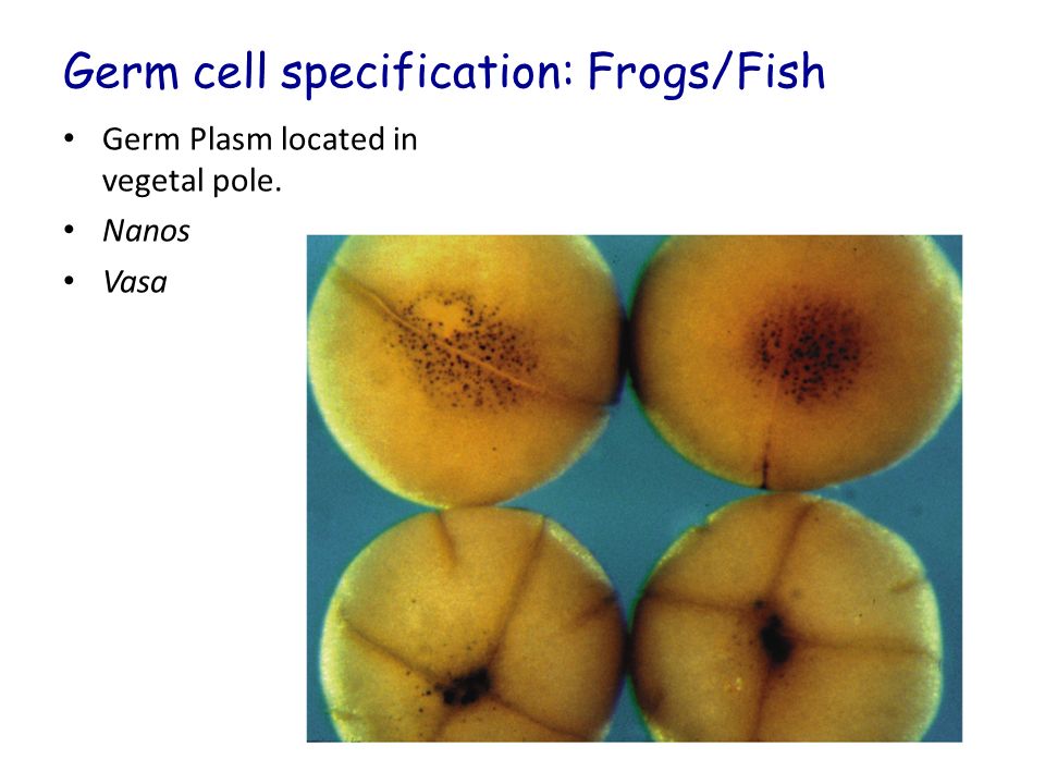 Germ cell specification: Frogs/Fish