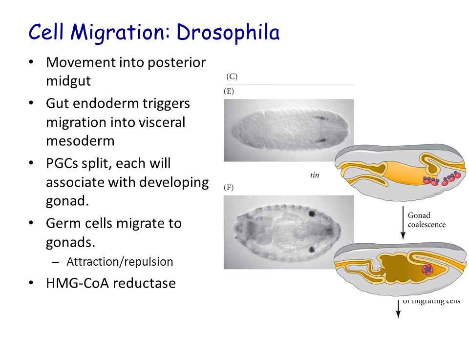 Cell Migration: Drosophila