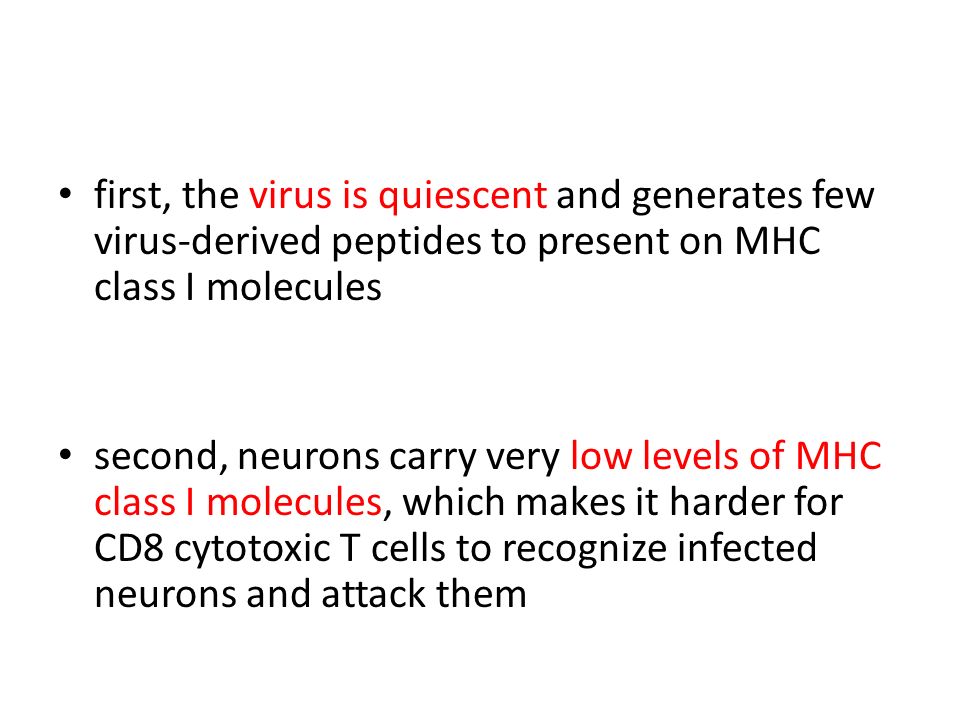 first, the virus is quiescent and generates few virus-derived peptides to present on MHC class I molecules