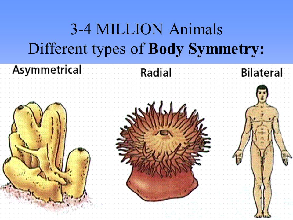 3-4 MILLION Animals Different types of Body Symmetry.