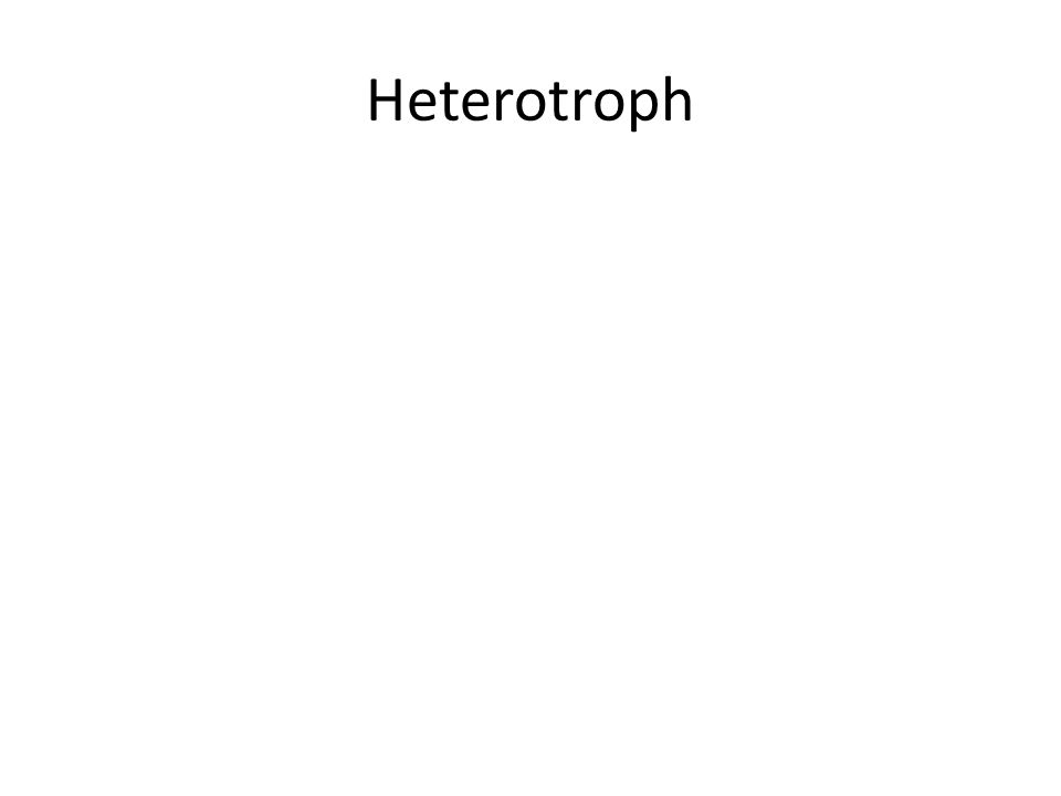 Heterotroph