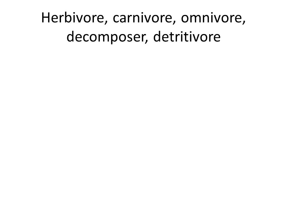 Herbivore, carnivore, omnivore, decomposer, detritivore