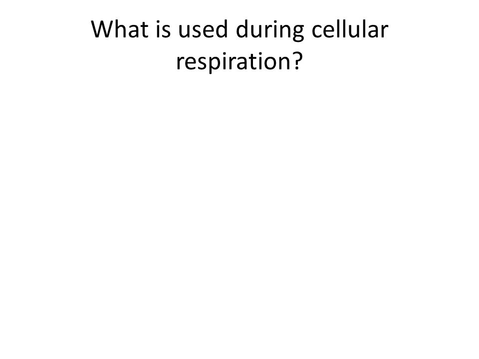 What is used during cellular respiration