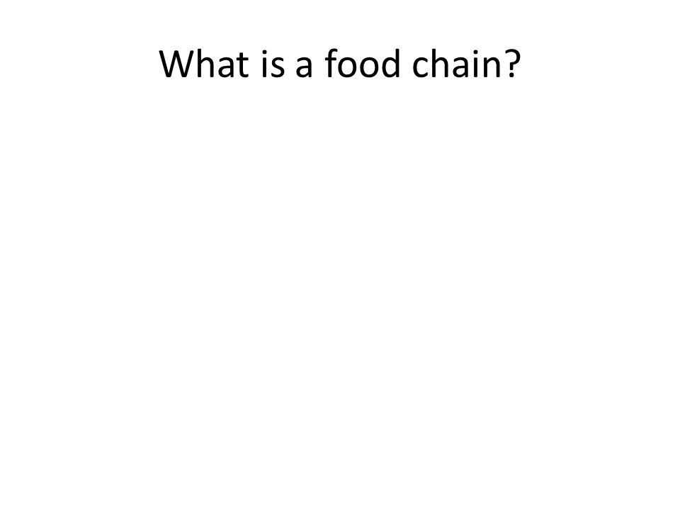 What is a food chain