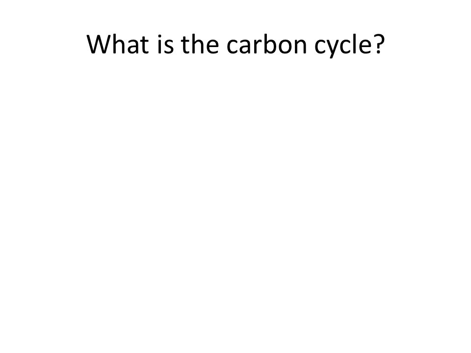 What is the carbon cycle