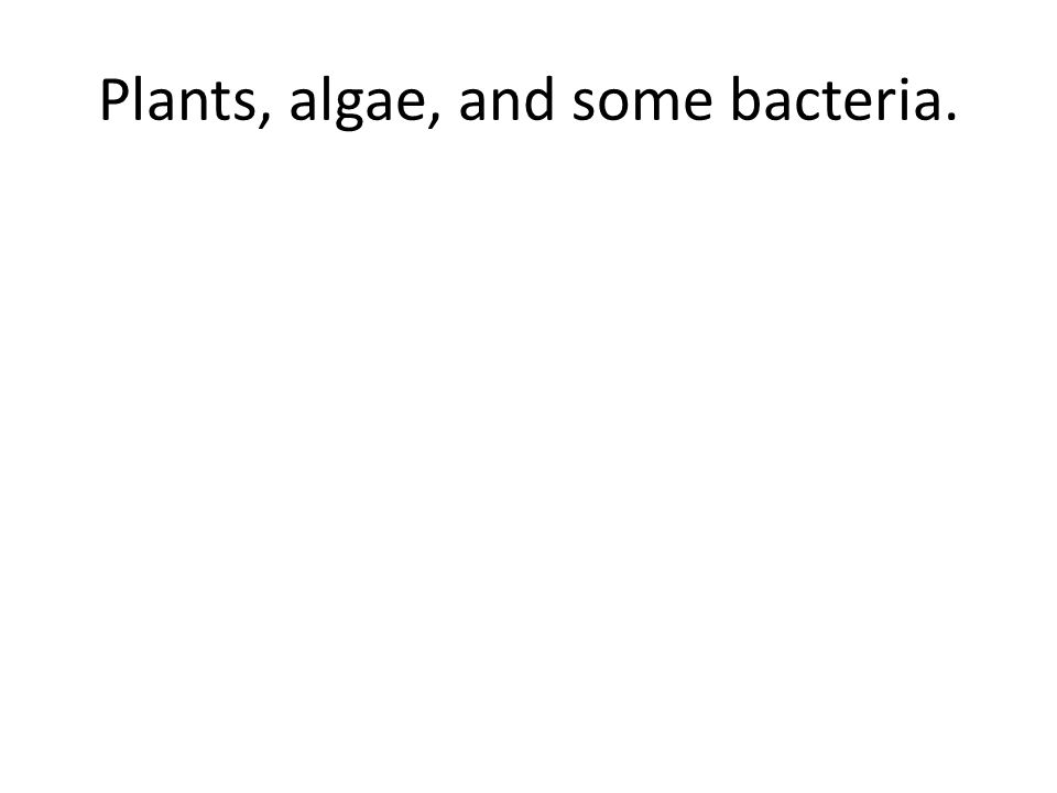 Plants, algae, and some bacteria.