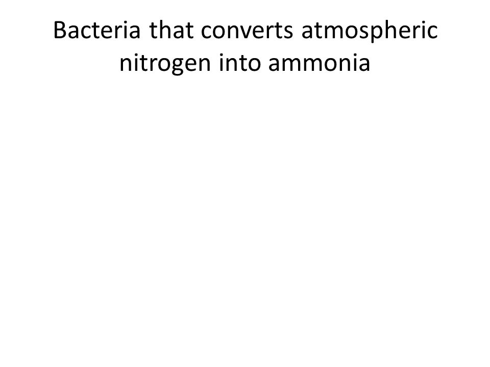 Bacteria that converts atmospheric nitrogen into ammonia