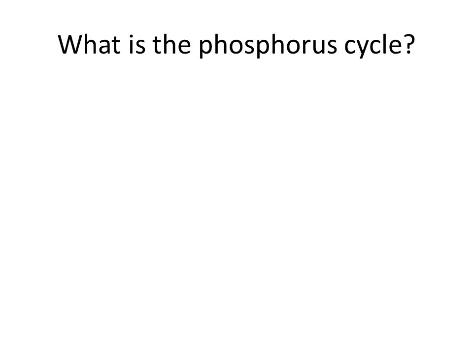 What is the phosphorus cycle