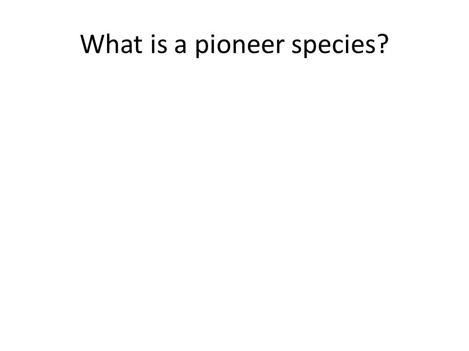 What is a pioneer species