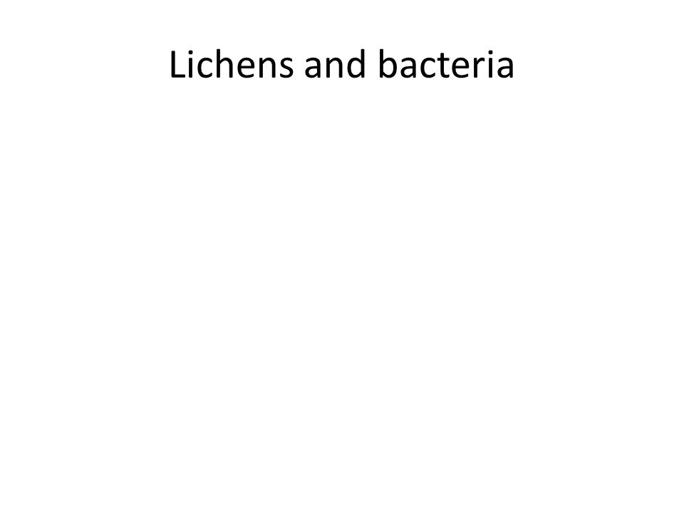 Lichens and bacteria