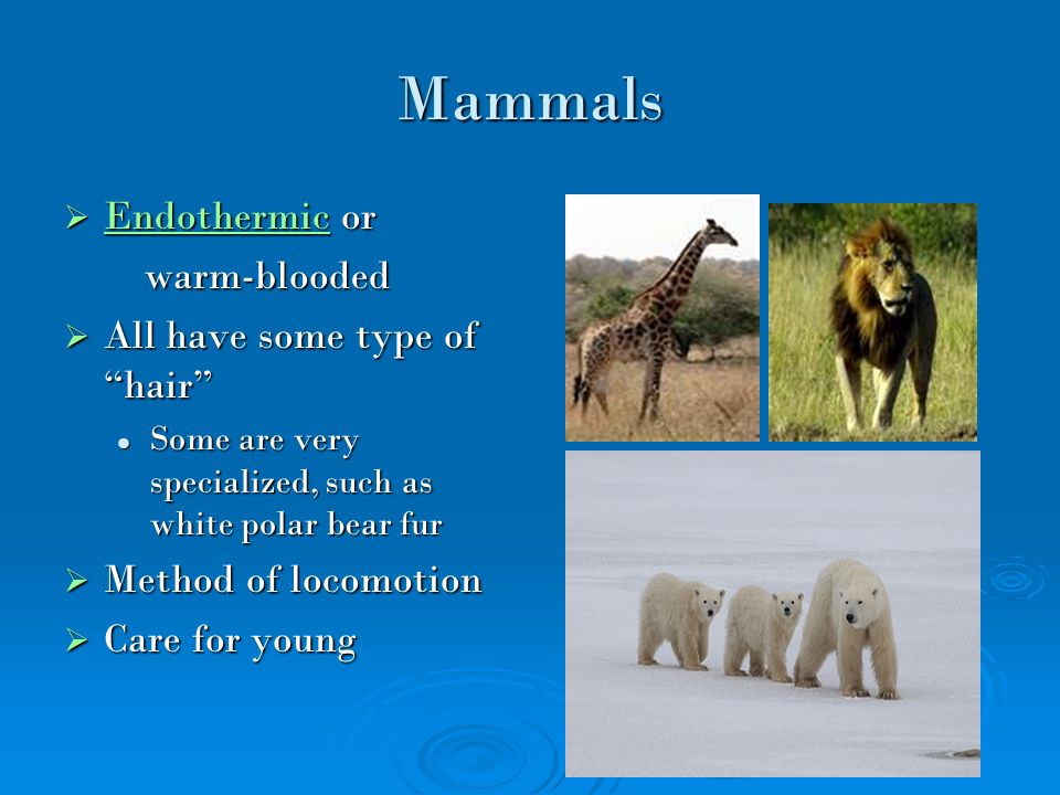 Chapter 4 Animal and Plant Adaptations - ppt download