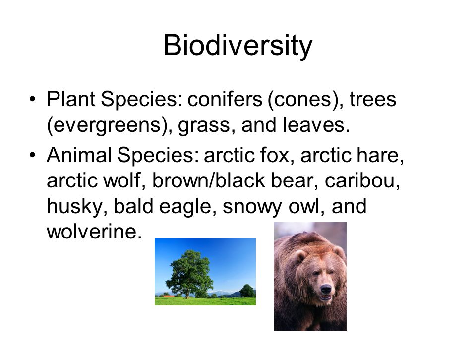 Biodiversity Plant Species: conifers (cones), trees (evergreens), grass, and leaves.