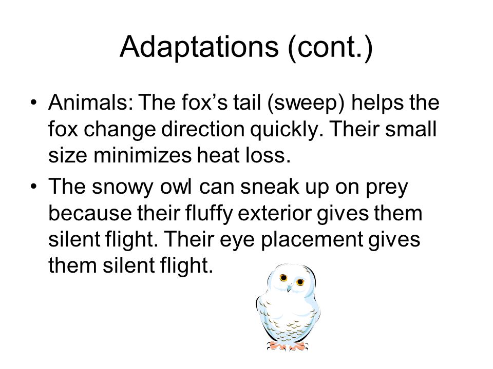 Adaptations (cont.) Animals: The fox’s tail (sweep) helps the fox change direction quickly. Their small size minimizes heat loss.