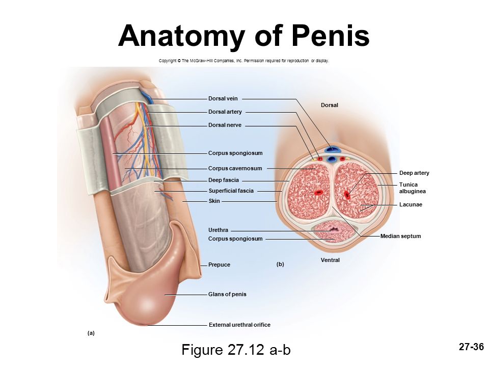 Local Anesthetics