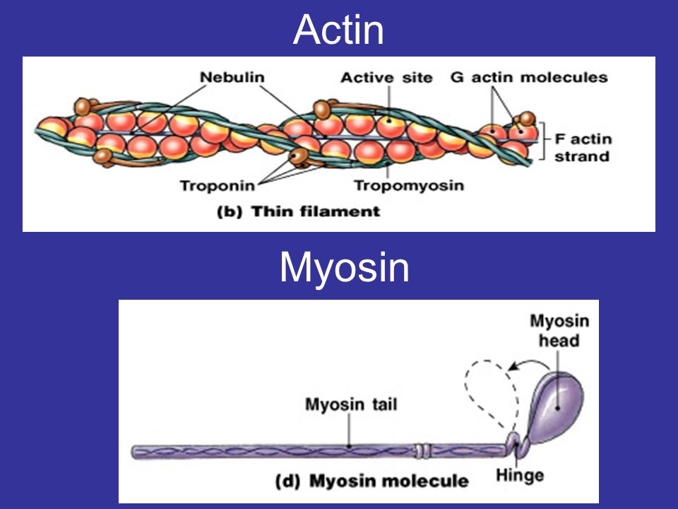 Актин ткань. Актин и миозин. Строение актина. Работа актина и миозина в мышцах. Актин миозиновый комплекс.