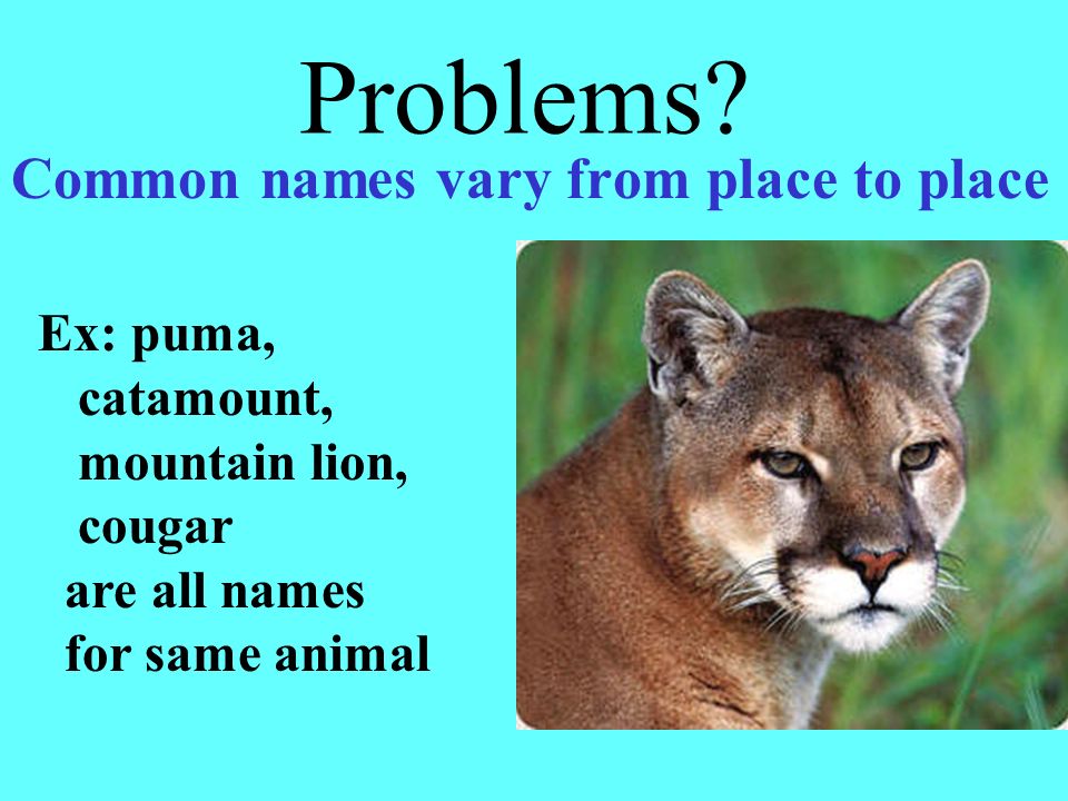 Classification & Taxonomy - ppt video online download Classification & Taxonomy - ppt video online download