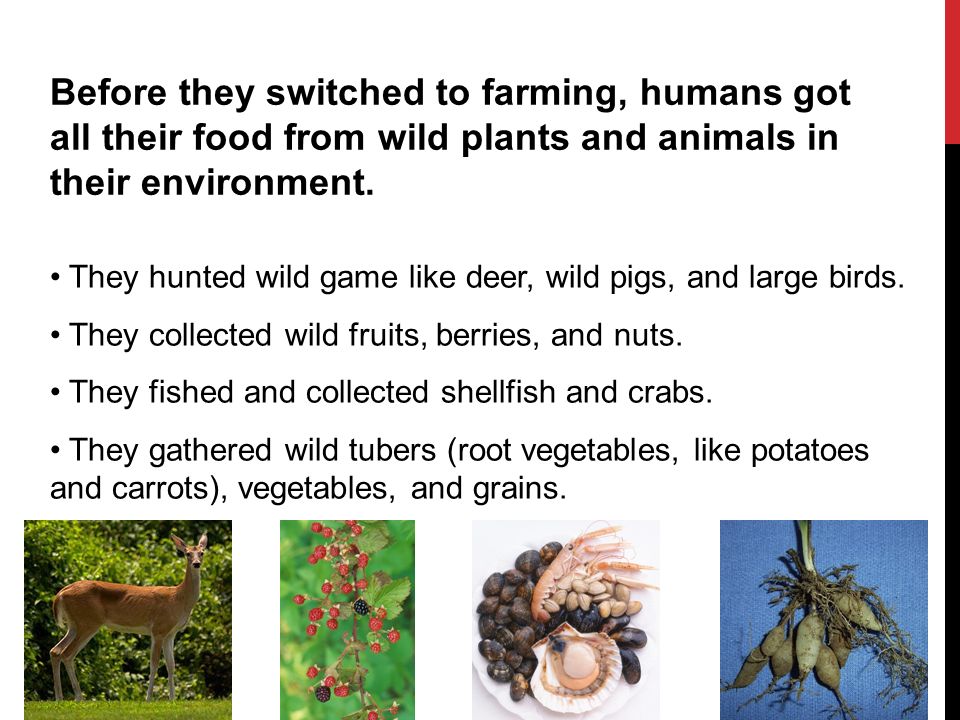 Domestication of plants and animals - ppt video online download