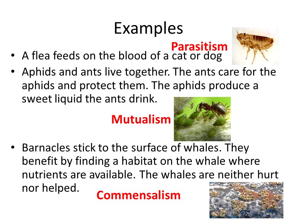 Ecology Notes For Sept 28 Through Oct Ppt Video Online Download