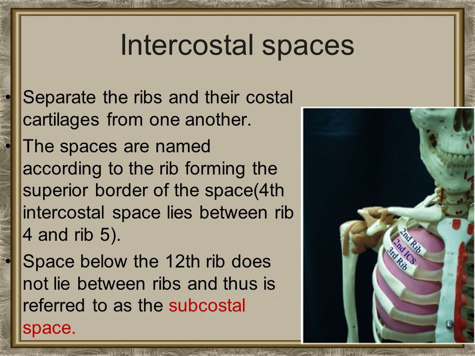 intercostal space
