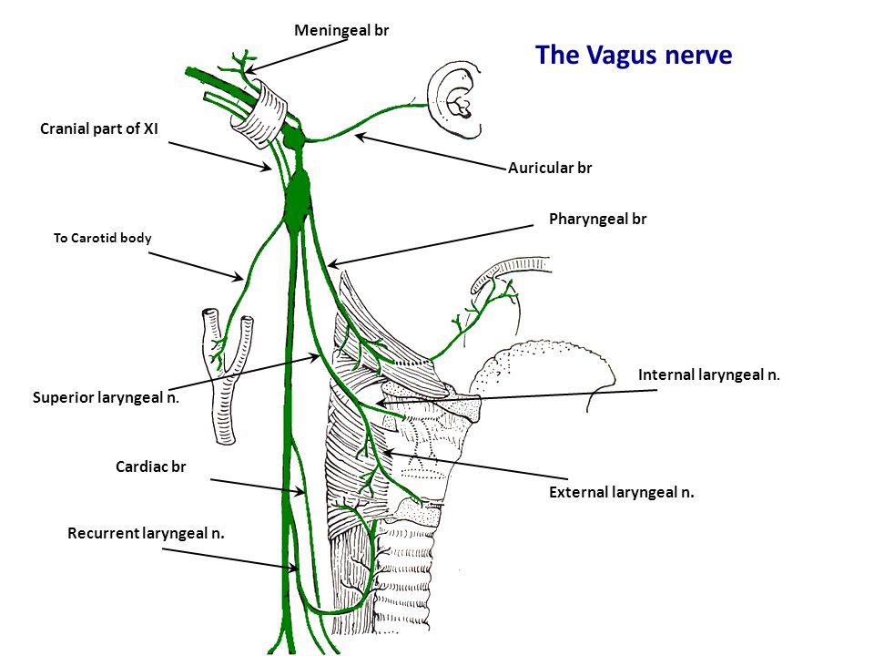 Языкоглоточный блуждающий нерв. Вагус нерв анатомия схема. Языкоглоточный нерв схема. Ядра nervus glossopharyngeus.
