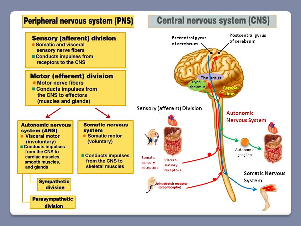 Нервная система 9 класс презентация. Autonomic nervous System. Somatic and Autonomic nervous System. Нервная система на английском. Autonomic nervous System and Somatic nervous System.