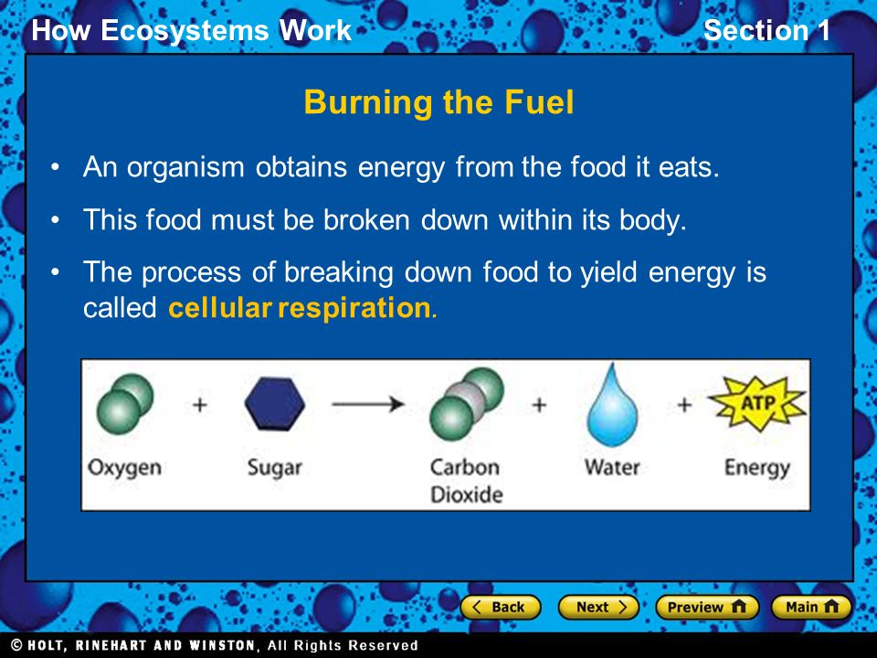 Burning the Fuel An organism obtains energy from the food it eats.