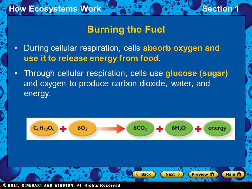 Burning the Fuel During cellular respiration, cells absorb oxygen and use it to release energy from food.