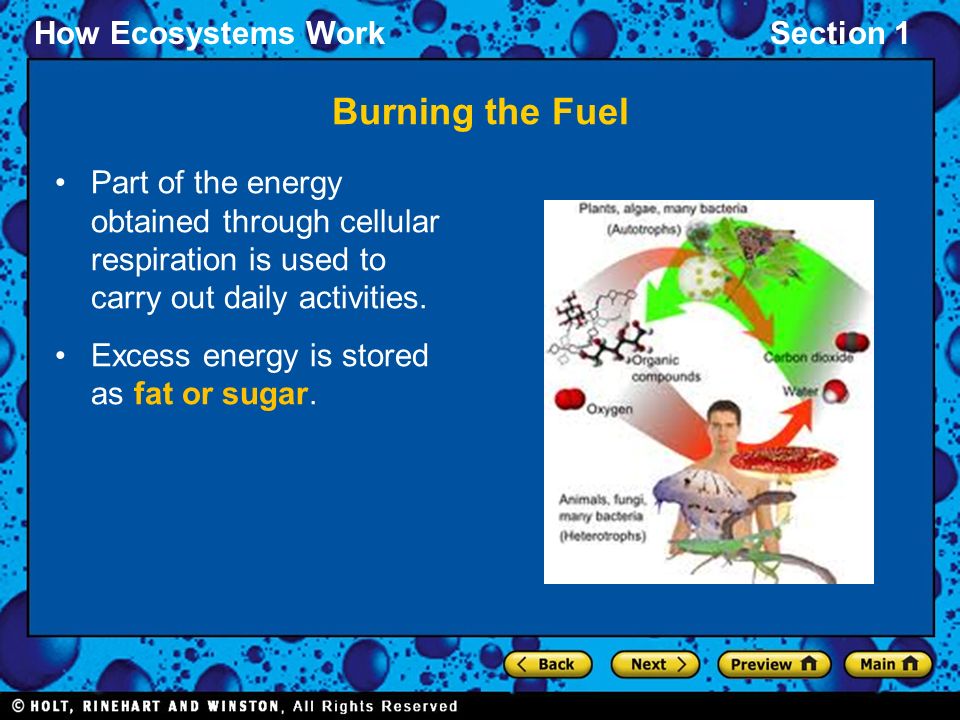 Burning the Fuel Part of the energy obtained through cellular respiration is used to carry out daily activities.