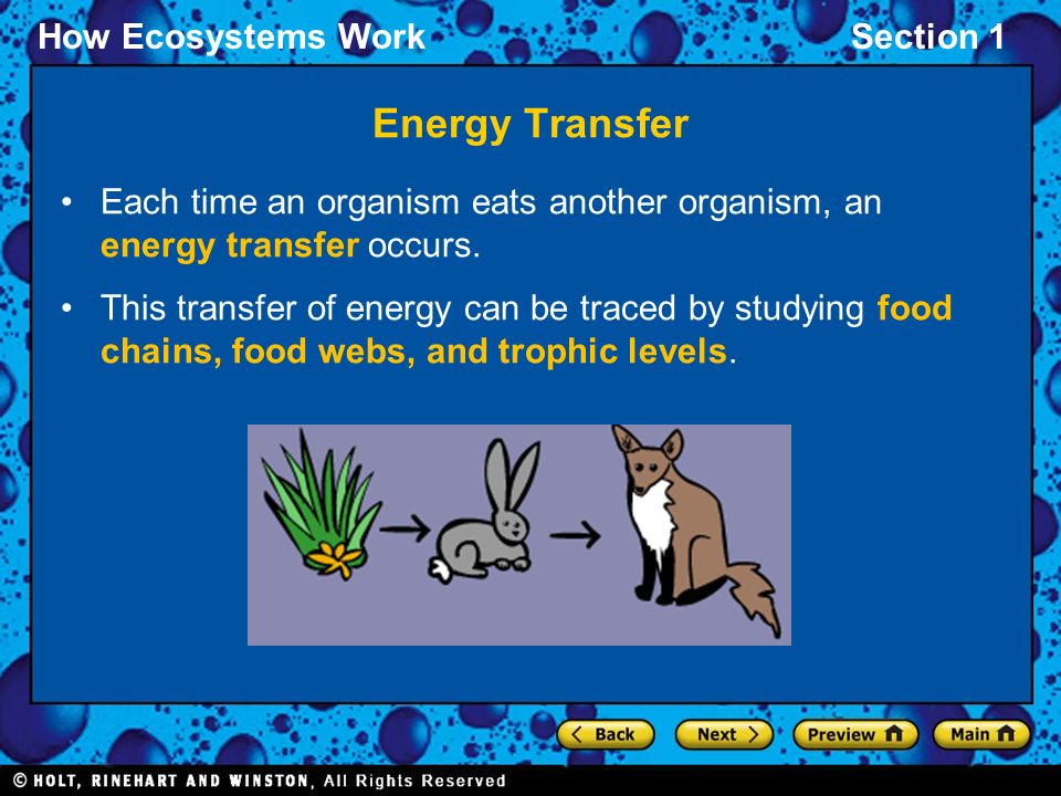 Energy Transfer Each time an organism eats another organism, an energy transfer occurs.