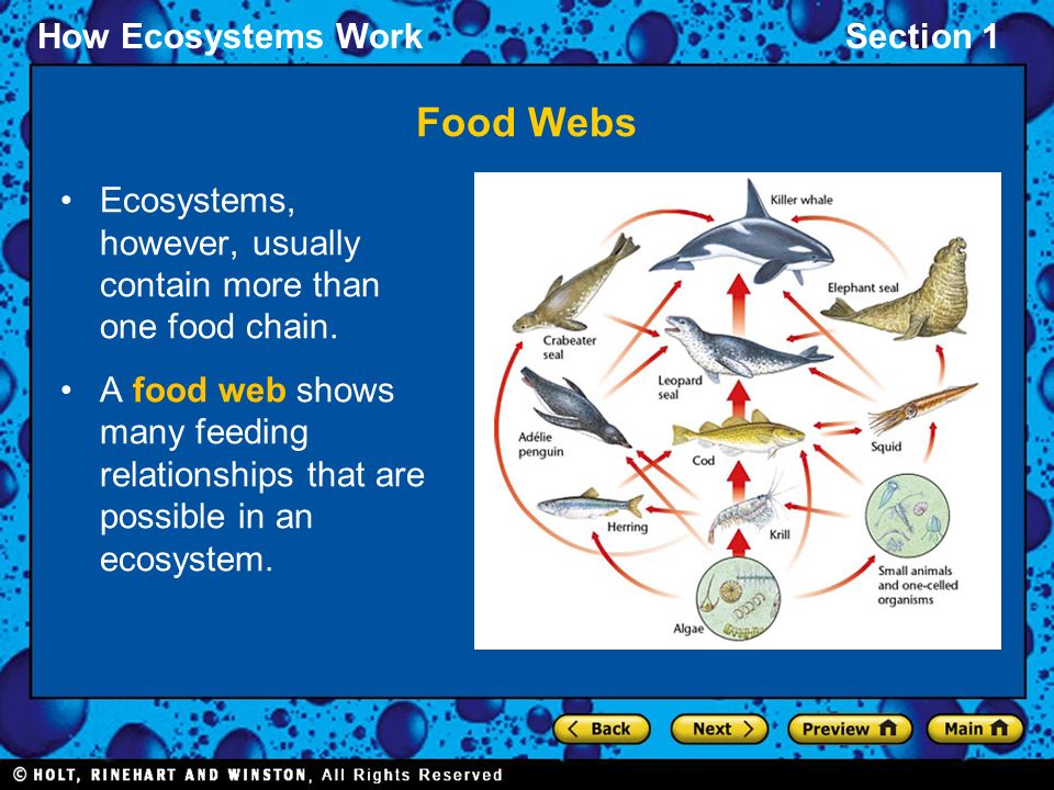 Food Webs Ecosystems, however, usually contain more than one food chain.