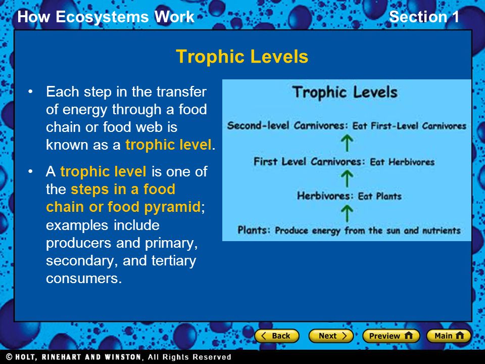 Trophic Levels Each step in the transfer of energy through a food chain or food web is known as a trophic level.