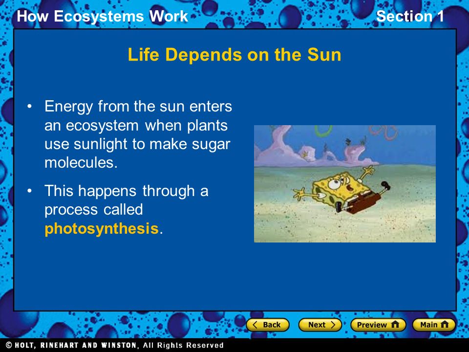 Life Depends on the Sun Energy from the sun enters an ecosystem when plants use sunlight to make sugar molecules.
