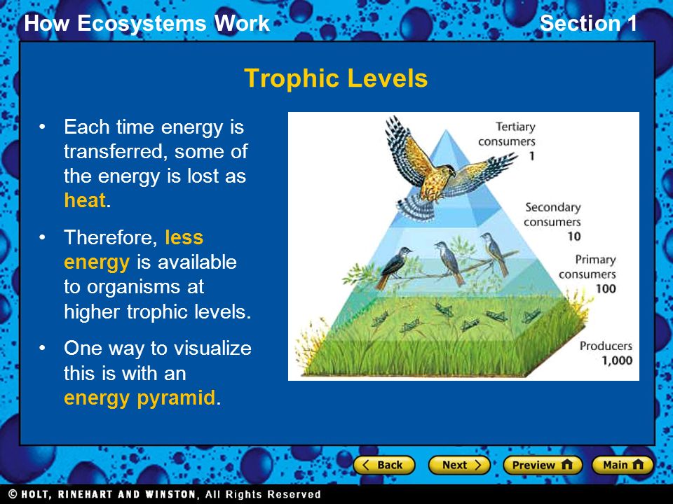 Trophic Levels Each time energy is transferred, some of the energy is lost as heat.