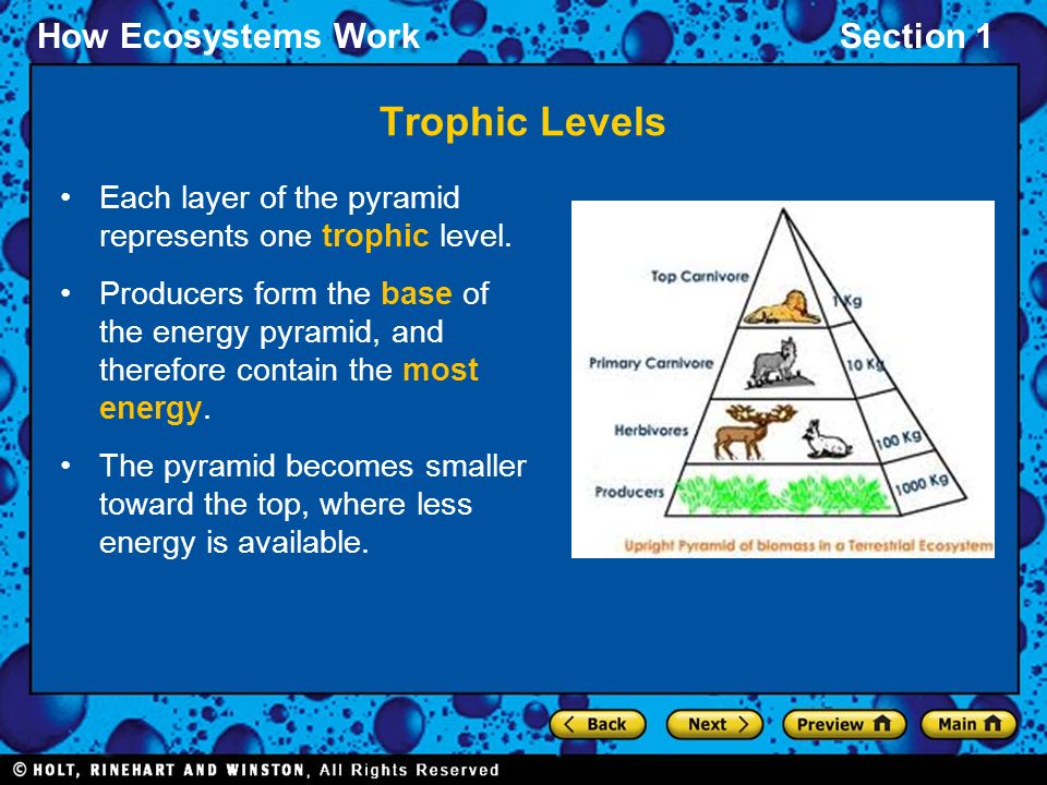 Trophic Levels Each layer of the pyramid represents one trophic level.