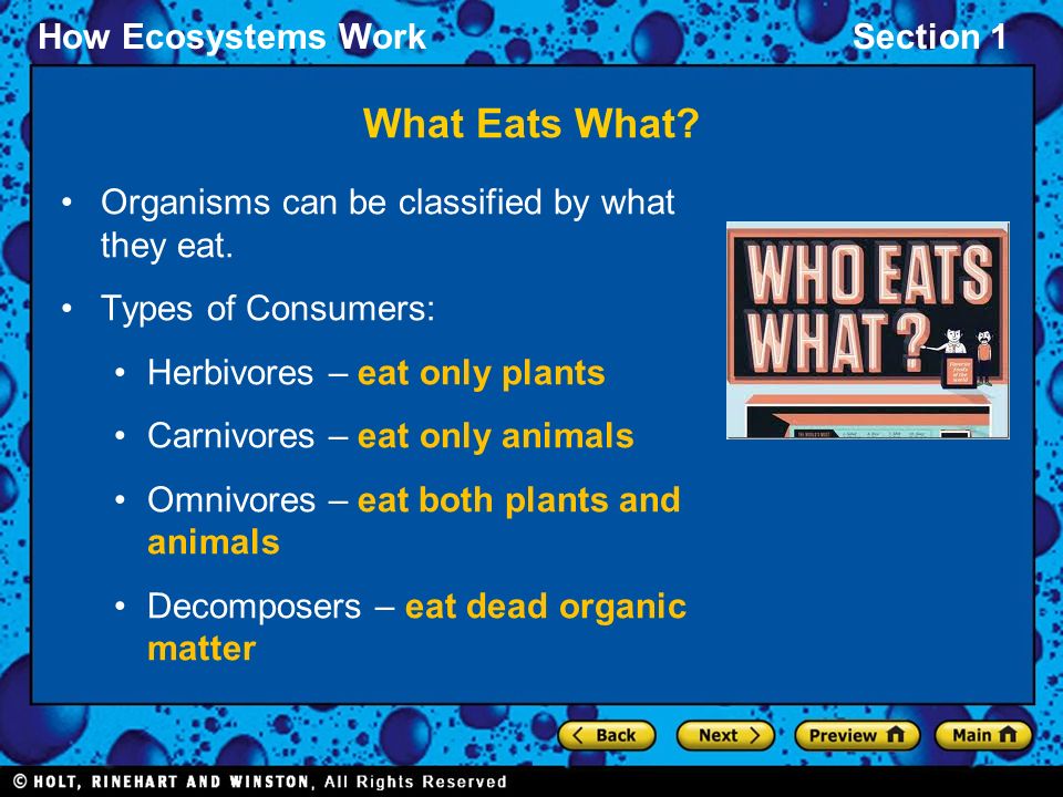 What Eats What Organisms can be classified by what they eat.