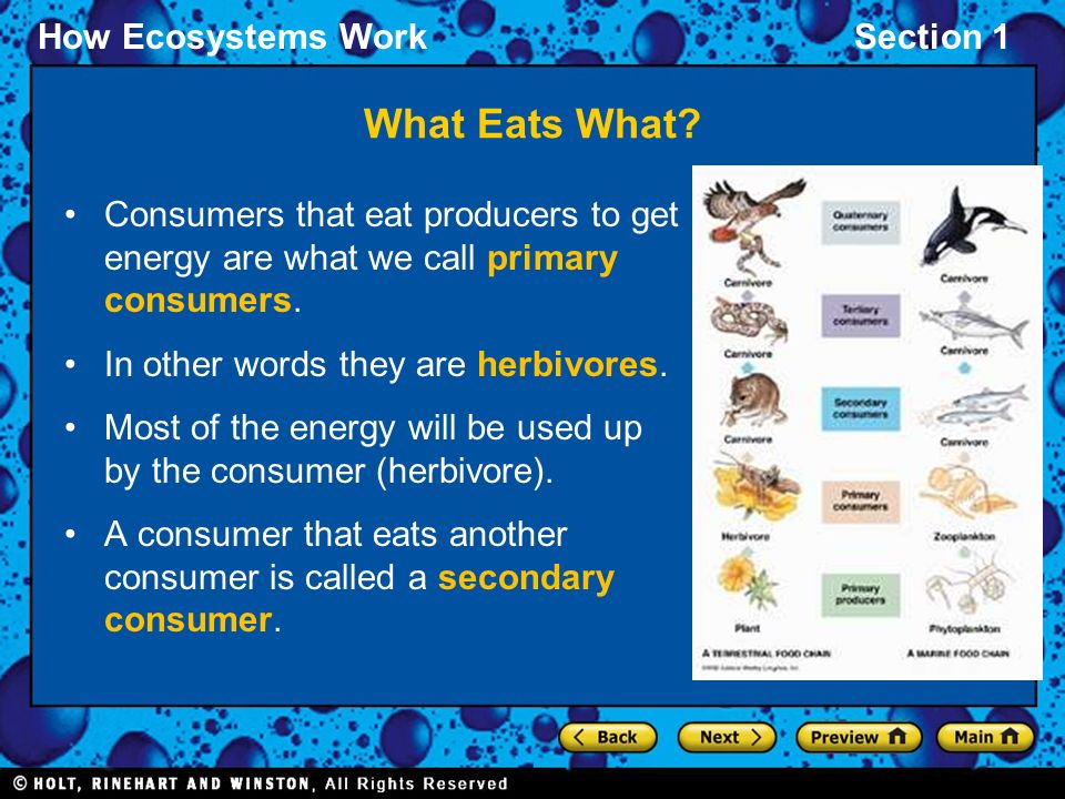 What Eats What Consumers that eat producers to get energy are what we call primary consumers. In other words they are herbivores.