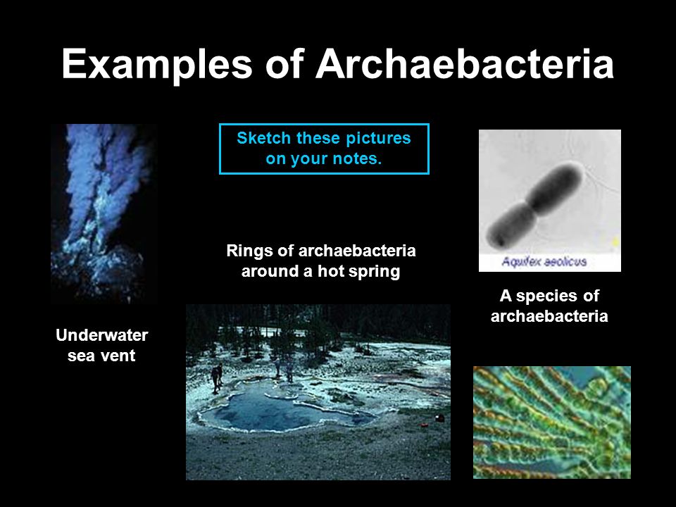 Image result for archaebacteria