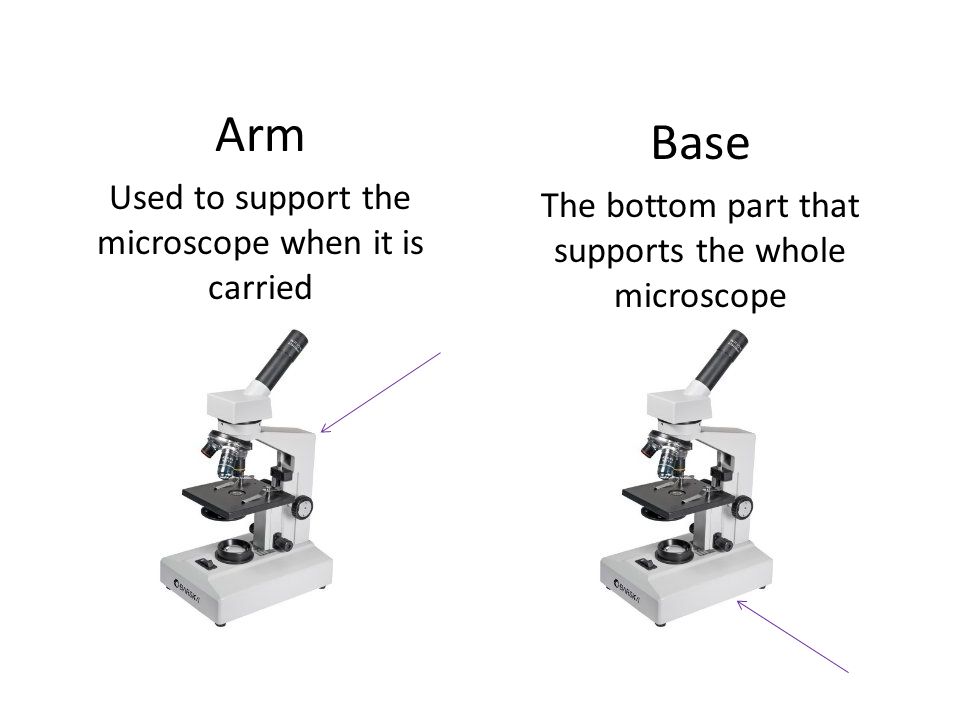 Parts Of A Compound Light Microscope Ppt Video Online Download