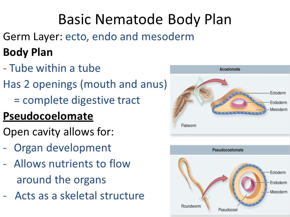 Aeration and Helm in Tho Logy - Nematode ppt phylum platyhelminthes